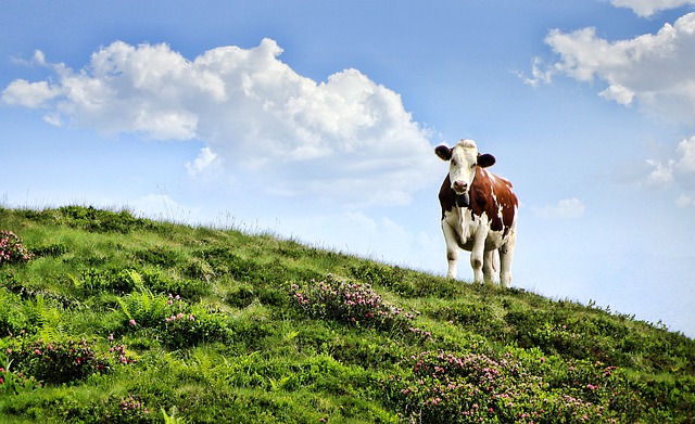 bovini e carne sintetica